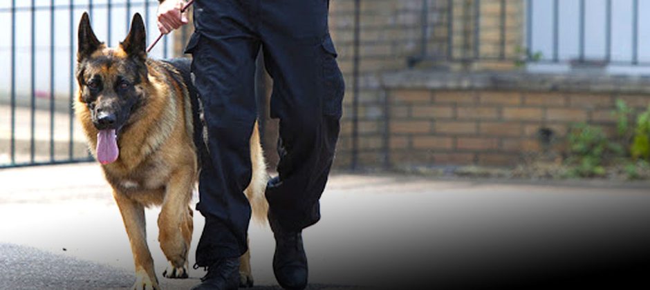 security-dogs-loganholme-security-services